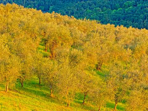 View of an olive tree grove in the countryside of Tuscany Italy