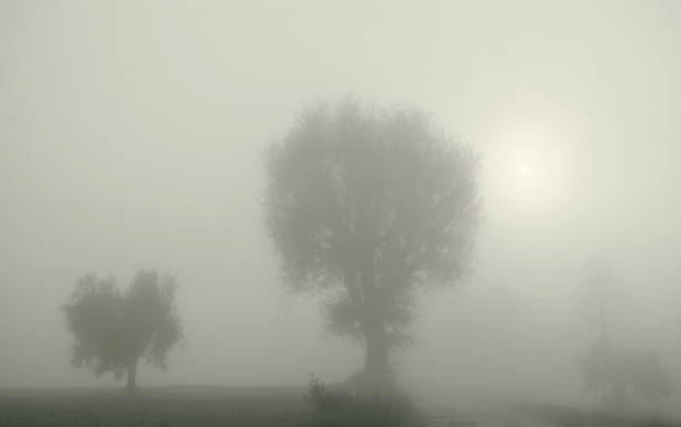 istock Trees in the autumn day, natural background 1452544275