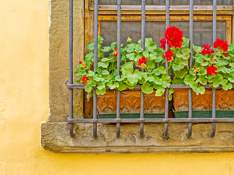 Window with forged metal grid and red cyclamen flowers on white facade .