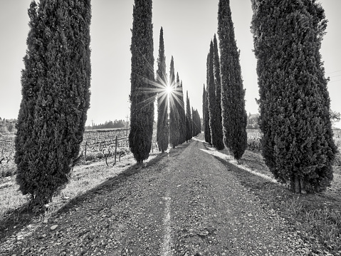 A Cypress lined Country lane in Tuscany Italy