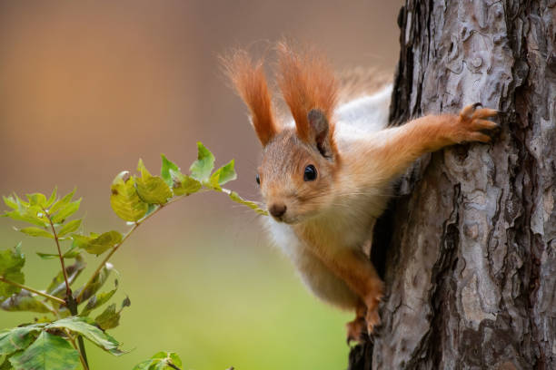 istock Eurasian red squirrel Sciurus vulgaris closeup portrait 1452545350