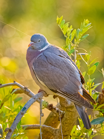 Pigeon perched in the countryside by the town of  San Gimignano in Tuscany Italy