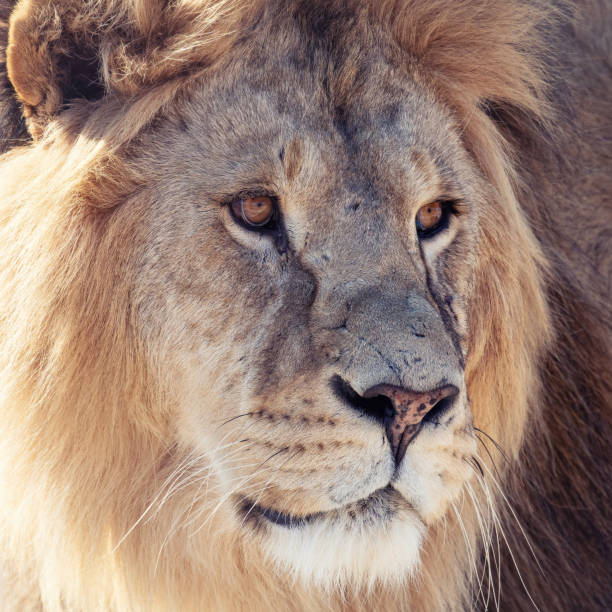 istock African male lion headshot looking into camera 1452545400