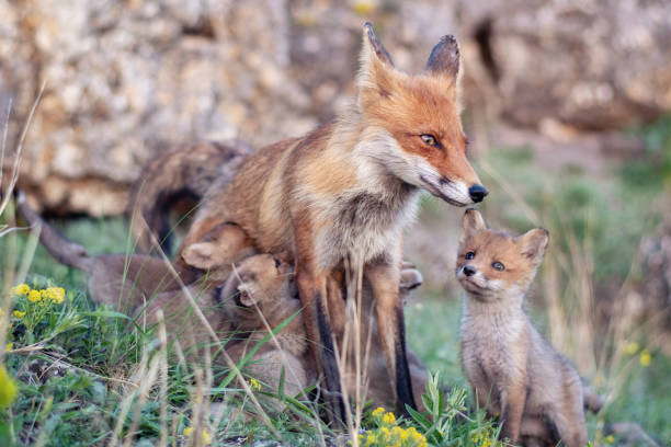 istock Red fox Vulpes vulpes in the wild 1452545506