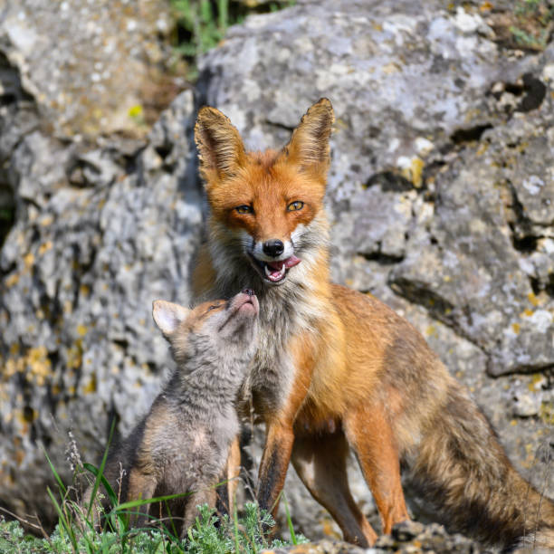 istock Red fox Vulpes vulpes in the wild. Fox with cub 1452545571