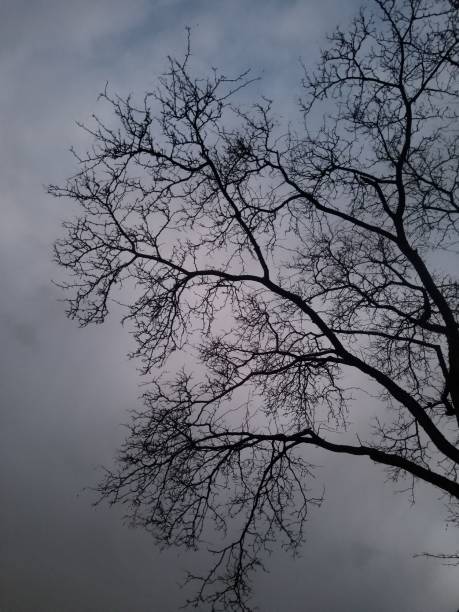 A leafless tree branches against gray cloudy sky in the evening, vertical shot