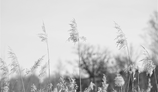 A grayscale shot of dry grass moving in the wind.