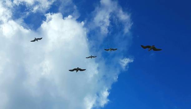 istock Beautiful view of birds flying against a blue sky with clouds. 1452546091