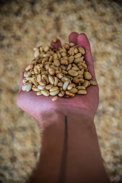 istock Coffee hand photo background piccolos up 1452546991