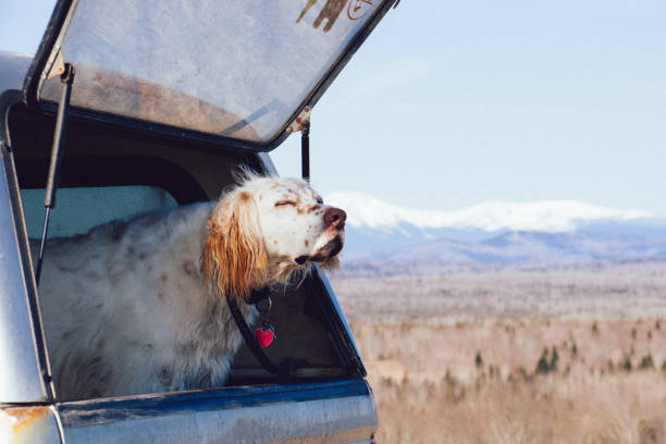 And english setter soaking in the morning sun at a scenic overlook