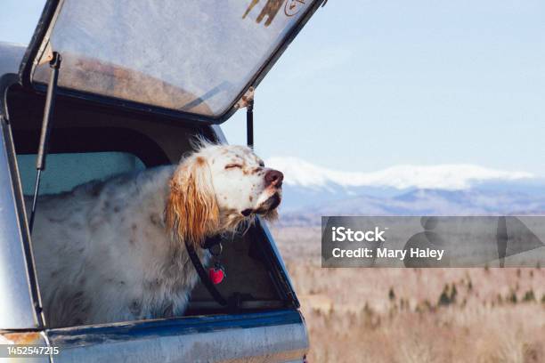 English Setter At Katahdin Overlook Stock Photo - Download Image Now - Appalachia, Color Image, Dog