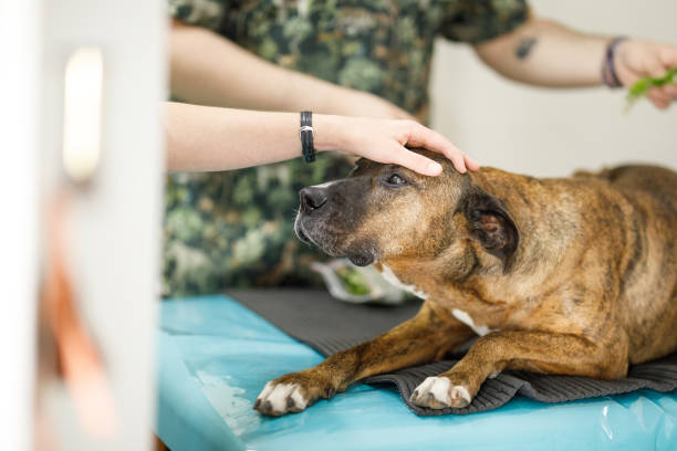 istock Boxer dog being calmed down by therapists 1452547380