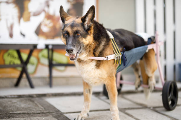 Pet oncology. German shepherd dog is in the animal hospital receiving chemotherapy. Closeup.