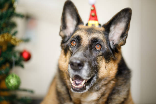 istock Happy german shepherd wearing a christmas hat 1452547386