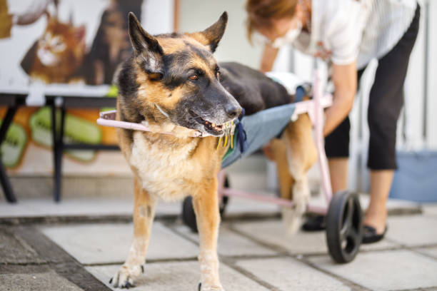 A german shepherd with paralysed hind legs, using a wheelchair as he and his human go about their day.