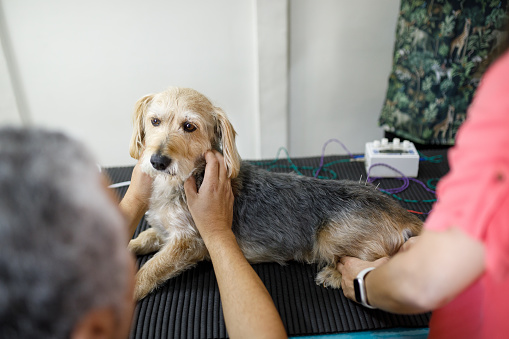 pet alternative therapy sessions