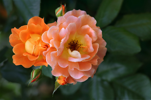 Flower of Yellow Rose in the summer garden. Tea Rose in English garden. Flower bush. Coral rose as a natural background\n.Valentine's day. Postcard, greetings. Natural floral background.