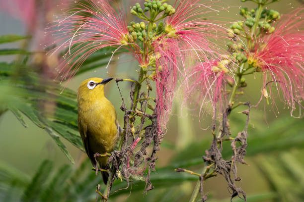 istock Northern yellow white-eye 1452548578