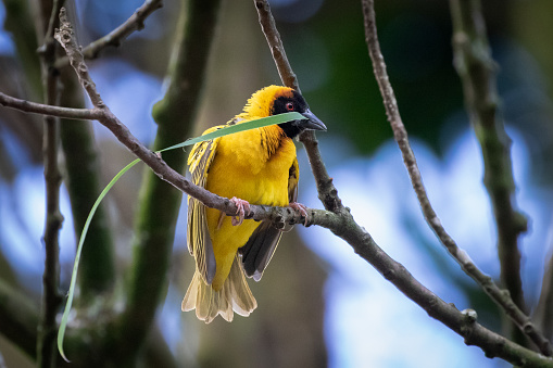 A southern masked weaver (Ploceus velatus), or African masked weaver, holding a long grass in his beak. Photographed outside Bwindi Impenetrable Forest, Uganda.