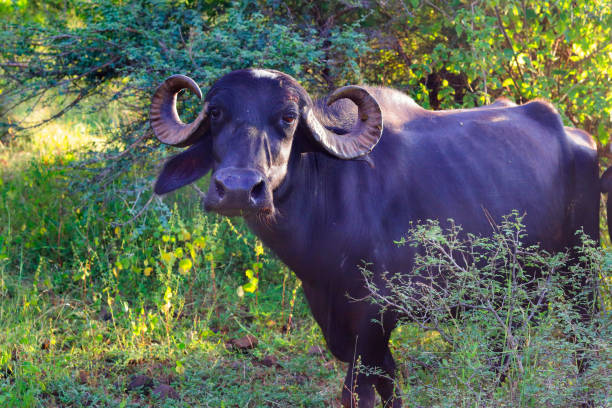 Close up photoshoot Domestic Asian water buffalo, black buffalo or Indiana Buffalo in gir forest, buffalo in the jungle and photo was captured ground at early morning, wildlife green grass background Close up photoshoot Domestic Asian water buffalo, black buffalo or Indiana Buffalo in gir forest, buffalo in the jungle and photo was captured ground at early morning, wildlife green grass background gir forest national park stock pictures, royalty-free photos & images