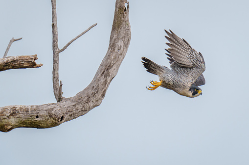A Peregrine Falcon Takes off from its perch on a tree