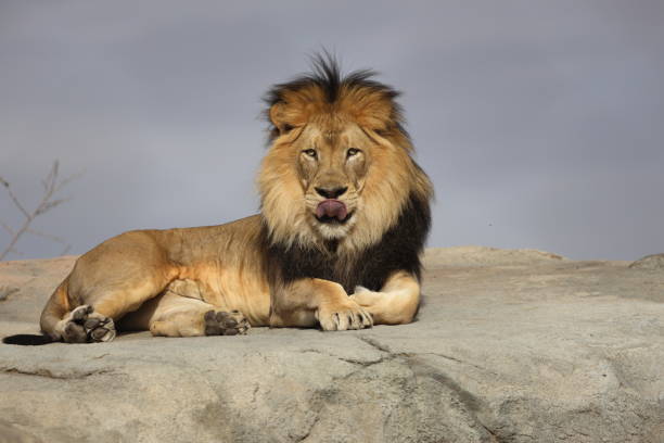 istock King of the Hill 1452549583