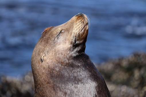 A proud Sea Lion on the pier in Monterey, California