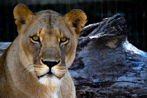 It was a fine day at the zoo, and the lions were moving in the sun.\nA lioness lies in the sun.