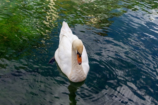 A swan swimming in a pond.