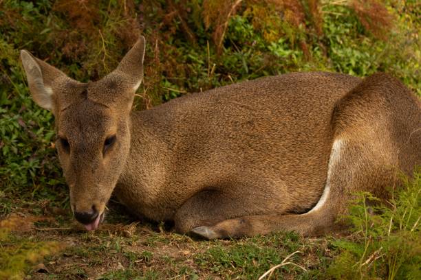 Closeup of a Siberian musk deer (Moschus moschiferus) on the ground in a forest A closeup of a Siberian musk deer (Moschus moschiferus) on the ground in a forest moschus stock pictures, royalty-free photos & images