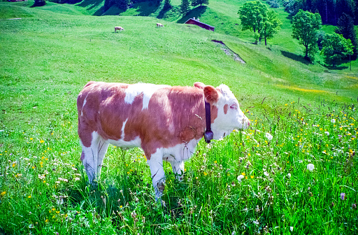 Grindelwald, Switzerland - 1982: A vintage 1980's Nikon negative film scan of a famous Swiss cow with bell around its neck in a vibrant grass field.