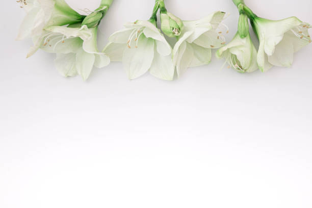 A bright white flower in the midst of green grass.