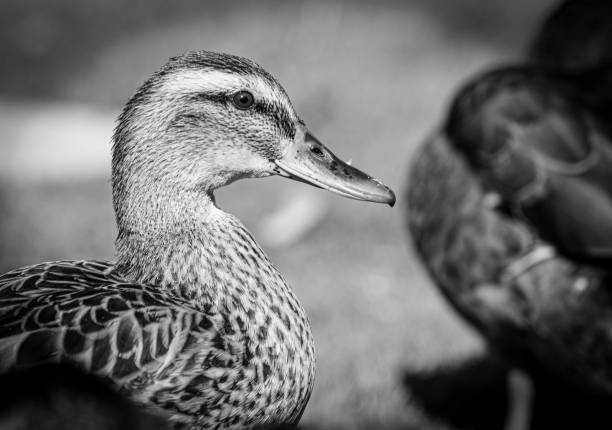 Close-up of a mallard duck in black and white