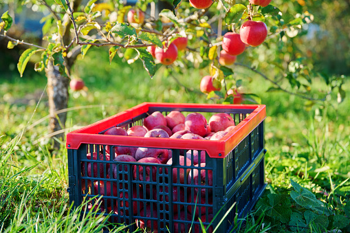 Box with harvest of ripe red organic apple trees in garden, on grass under apple tree. Excellent harvest of apples, farming, gardening, natural bio fruit, eco food, healthy eating concept