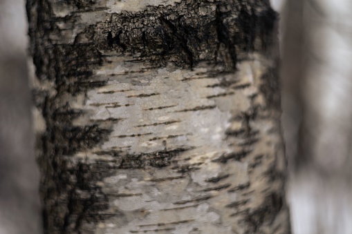 A closeup shot of a birch bark on a blurred background