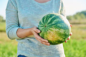 Close-up of ripe watermelon in hands of woman, outdoor