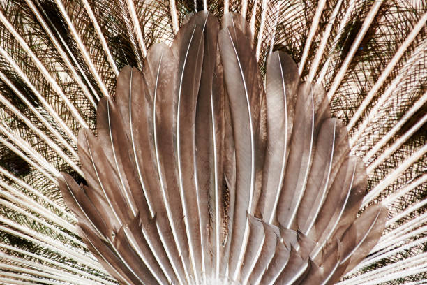 Edited photo of a peacock.
