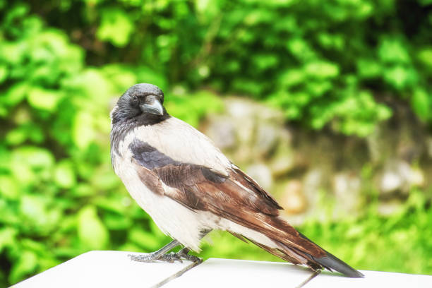 istock Big curious crow bird on the dinner outdoor table 1452563390