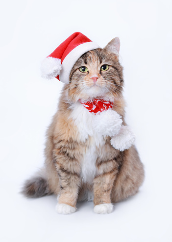 A DSLR photo of a pretty kitten (british shorthair) in a santa hat. Isolated on a white background.
