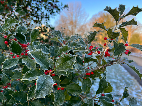 Holly branch with frost