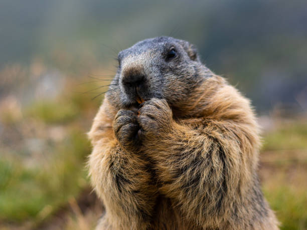 後ろ足で立ちながらニンジンを食べるかわいいマーモット - marmot ストックフォトと画像