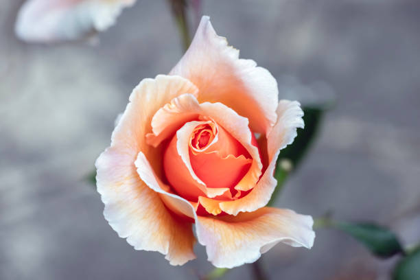 Beautiful Tea rose in the garden, background with copy space, full frame horizontal composition