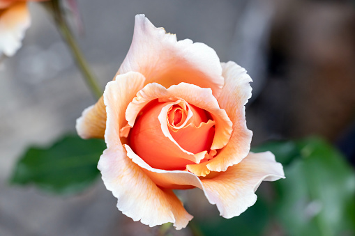 Beautiful Tea rose in the garden, background with copy space, full frame horizontal composition