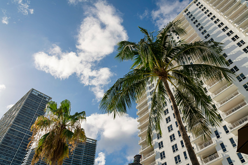 Palm and coconut trees outside the condominiums under the sky at Miami, Florida. There is a coconut tree near the building with balconies right and palm tree against the buildings with glass left.