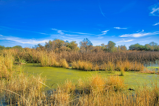 Marsh with green water against the blue sky at Sweetwater Wetlands in Tucson, Arizona. There are tall grasses in the water against the trees at the background.