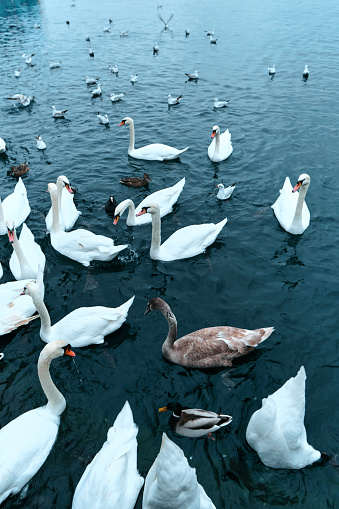 A group of white swans and various birds floating in the water. Wildlife with swans and waterfowl