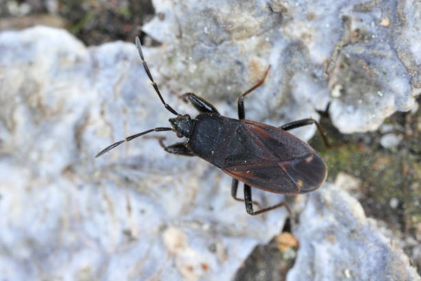 istock Bug Eremocoris plebejus, Family: Lygaeidae 1452566990