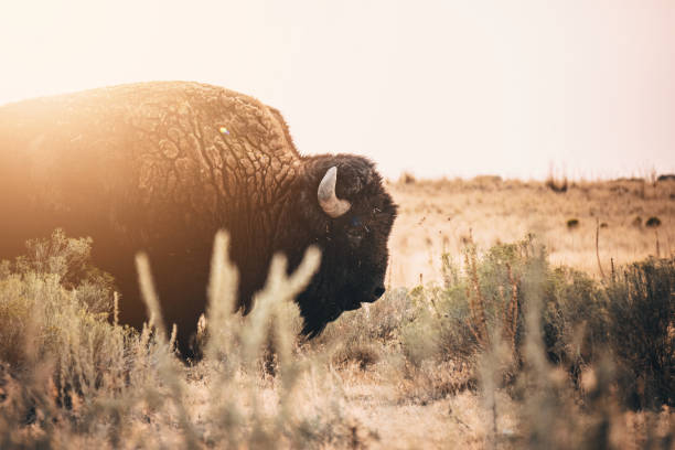bison #1 por charna perú - isla antílope fotografías e imágenes de stock