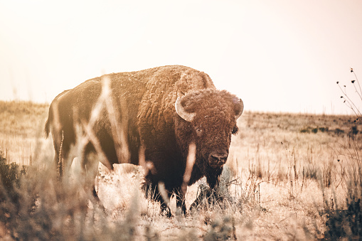 Bison on Antelope Island in Salt Lake City #2