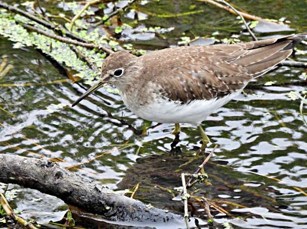 istock Spotted Sandpiper (Actitis macularius) foraging in a canal 1452568537